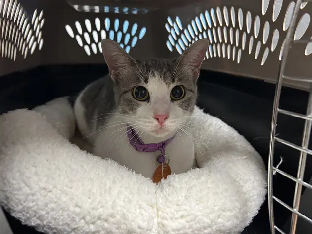 Luna - Domestic Short Hair