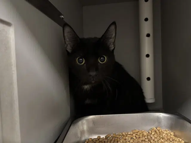 Zip - Domestic Short Hair