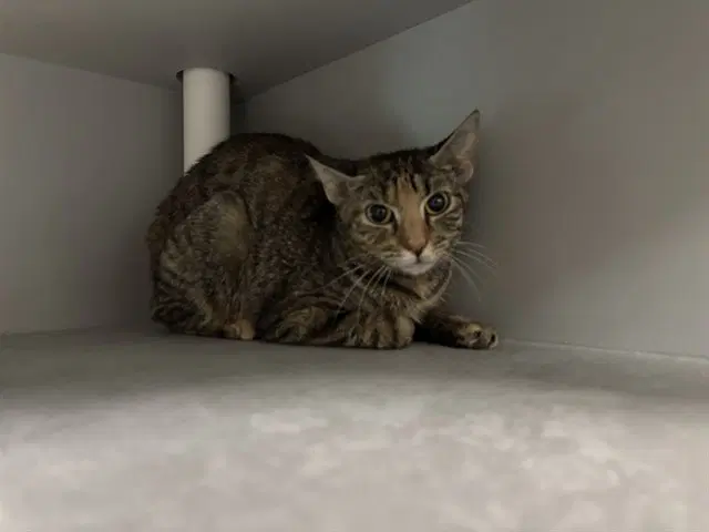Zap - Domestic Short Hair