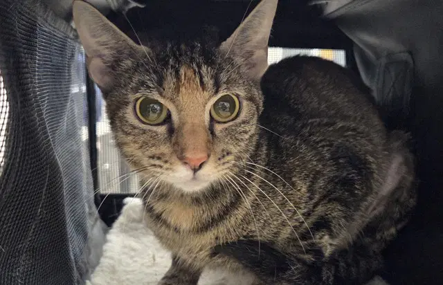 Zap - Domestic Short Hair