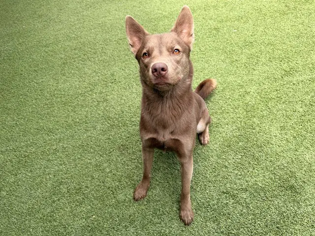 Bruno - Australian Kelpie
