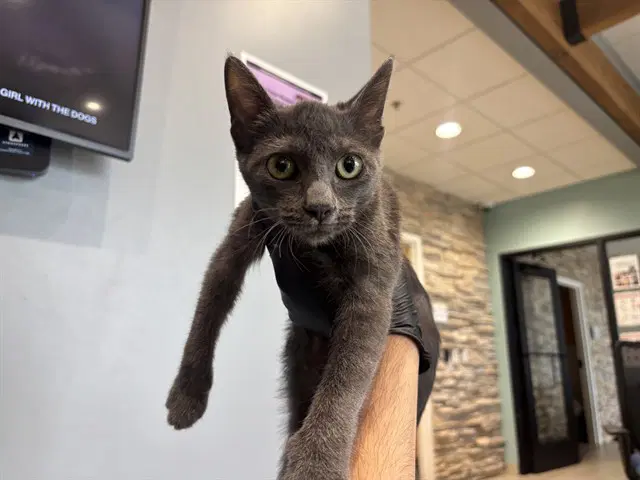 Guava - Domestic Short Hair