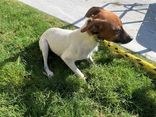 Jackie - Jack Russell Terrier (Parson Russell Terrier)