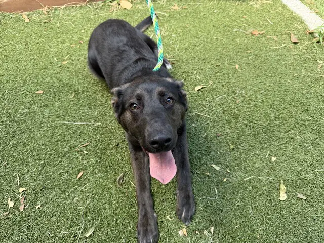 Rocky - Australian Kelpie
