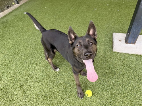 ROCKY, a dog for adoption from Garland Animal Services