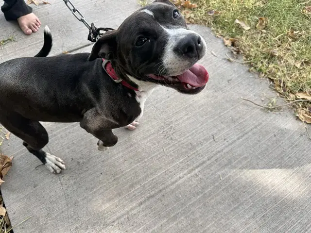 Suzie - Pit Bull Terrier