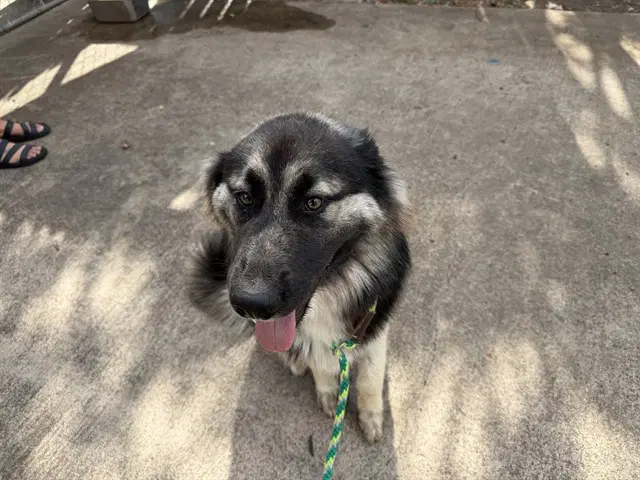 Todo - German Shepherd Dog