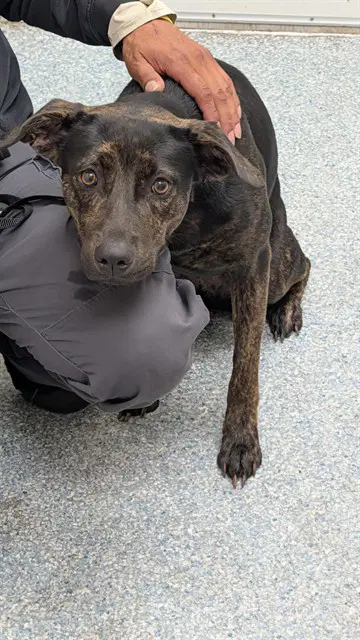 Travisina - Labrador Retriever