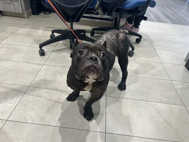Mamacita - Staffordshire Bull Terrier