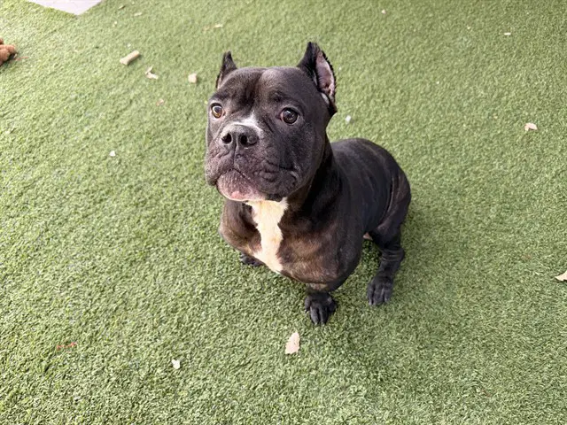 Mamacita - Staffordshire Bull Terrier