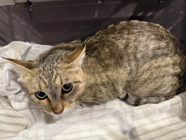 Honey - Domestic Short Hair