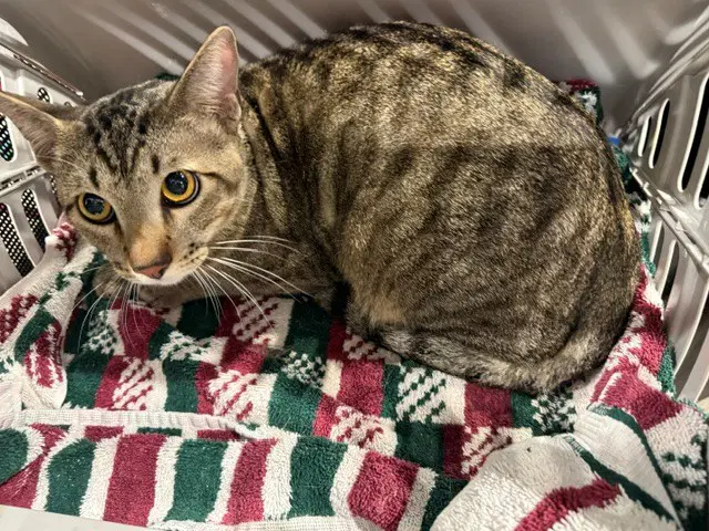 Thinker - Domestic Short Hair