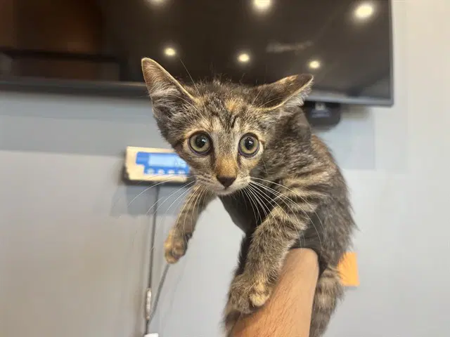 Elsa - Domestic Short Hair