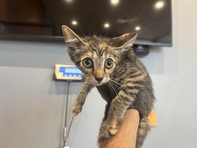 Elsa