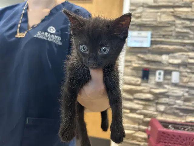 Toothless - Domestic Short Hair