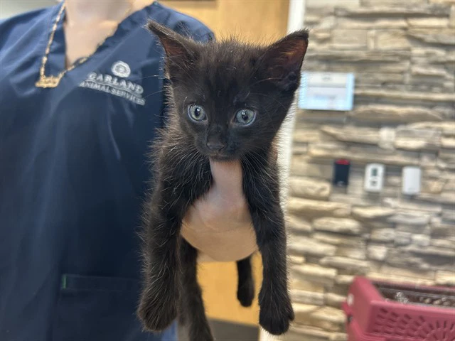 Toothless