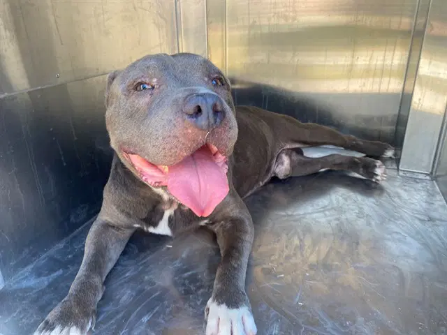 Blaze - American Pit Bull Terrier