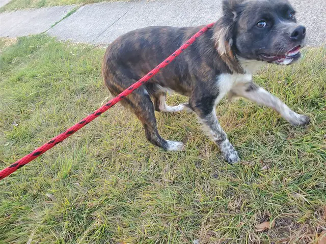 Nala - Australian Cattle Dog/Blue Heeler