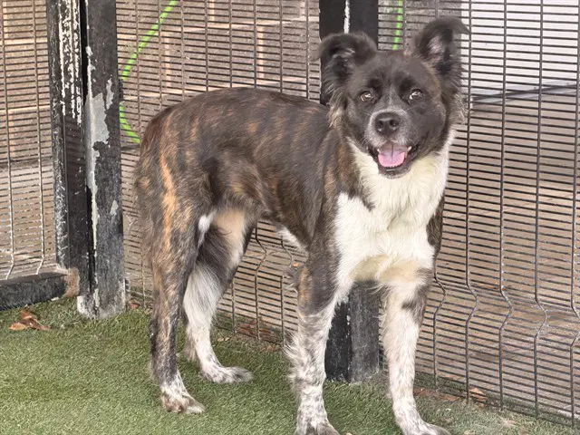 Nala - Australian Cattle Dog/Blue Heeler
