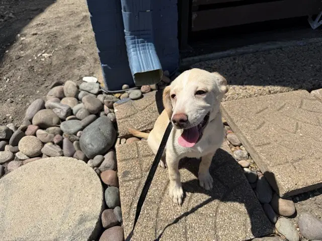 Dhalia - Labrador Retriever