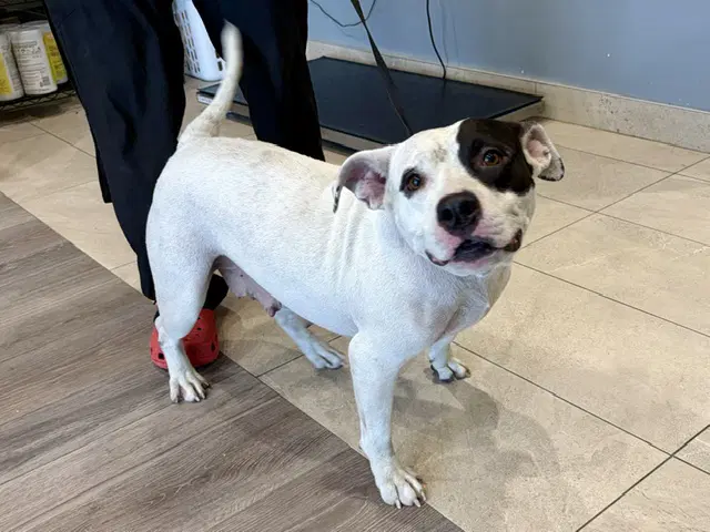 Sushi - Pit Bull Terrier