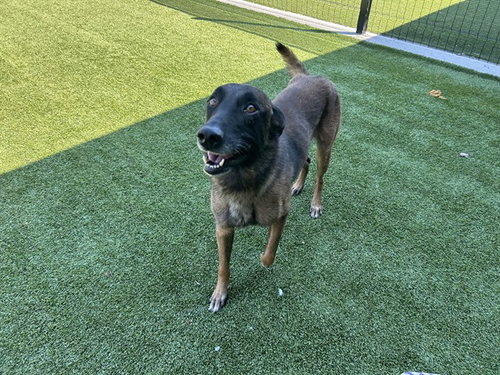 KANE, a dog for adoption from Garland Animal Services