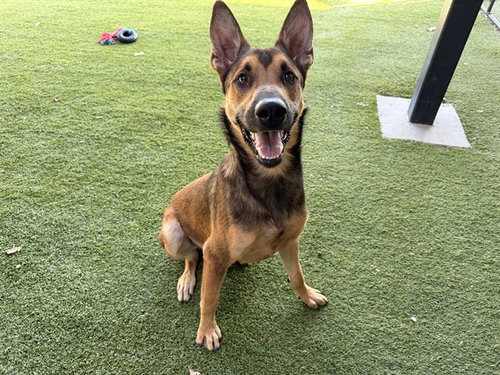TAHO, a dog for adoption from Garland Animal Services