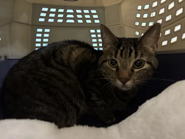 Mindy - Domestic Short Hair