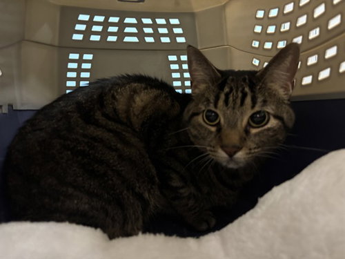 picture of the cat needing adoption