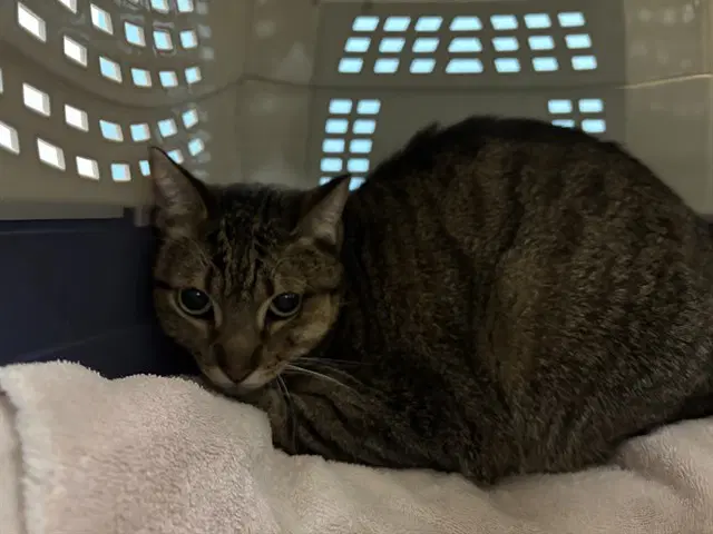 Mork - Domestic Short Hair