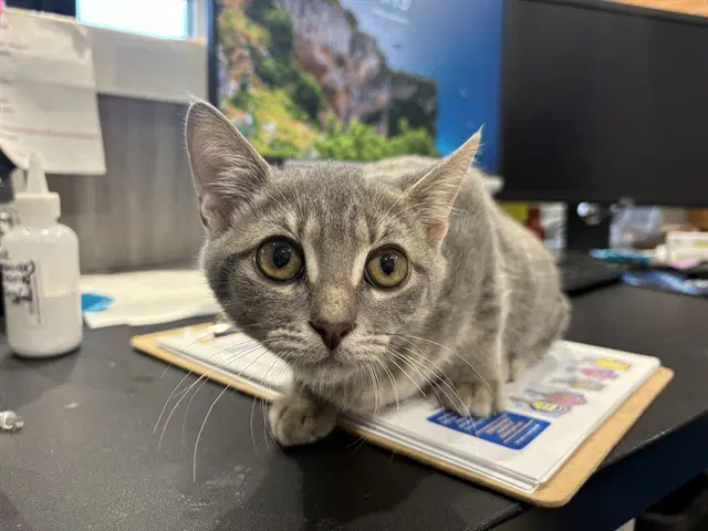 Latte - Domestic Short Hair