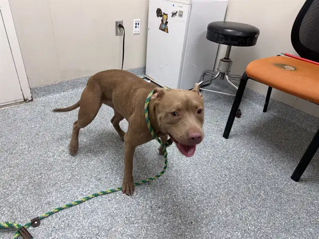 Ru - American Pit Bull Terrier