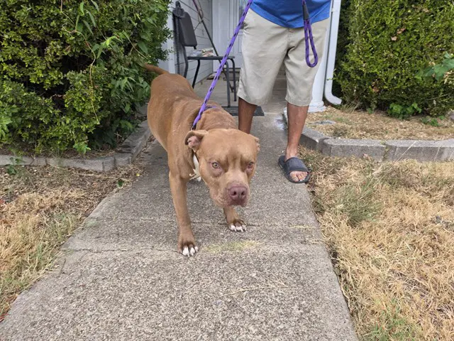 Bilbo - American Staffordshire Terrier