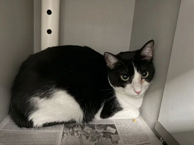 Thelma - Domestic Short Hair
