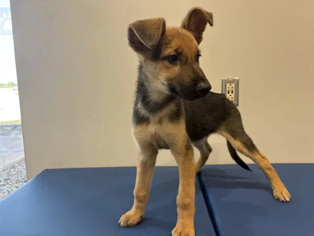 Ben - German Shepherd Dog