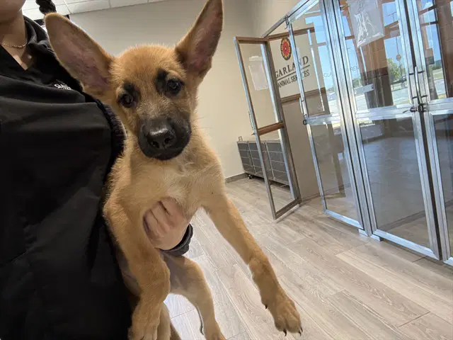 Ralphie - German Shepherd Dog