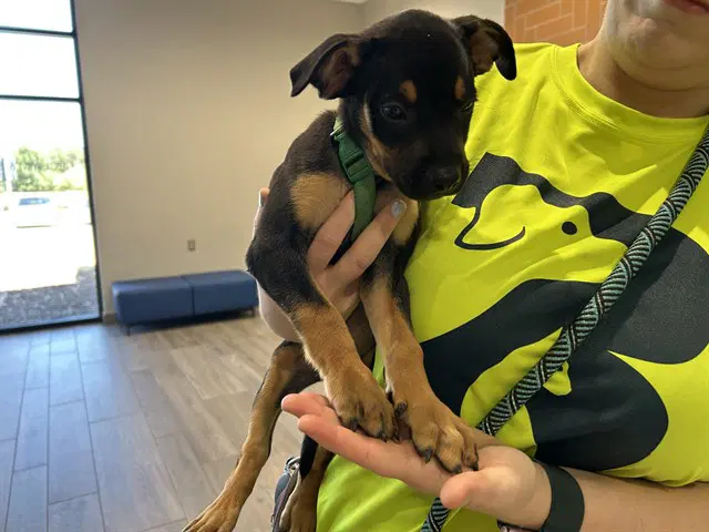Maximus - Rottweiler