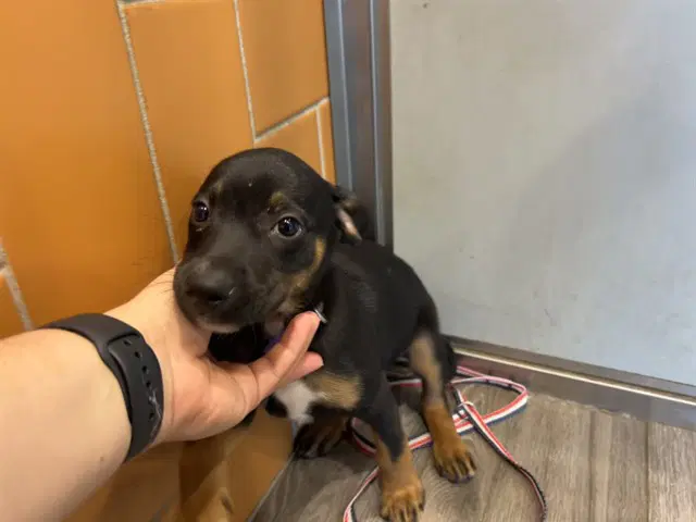 Rapunzel - Rottweiler