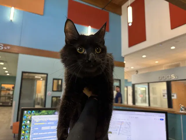 Plum - Domestic Long Hair