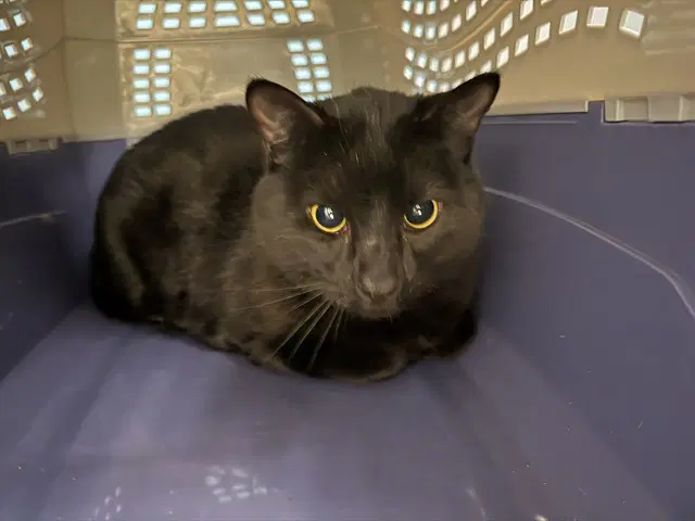 Luno - Domestic Short Hair