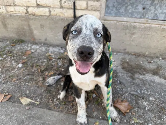 Deta - Australian Cattle Dog/Blue Heeler