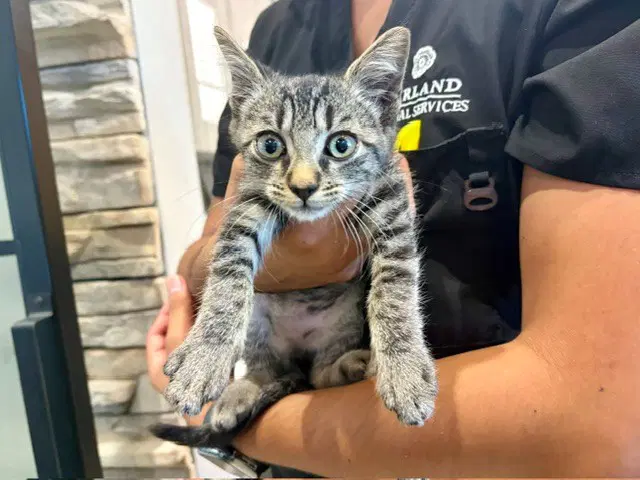 Lola - Domestic Short Hair