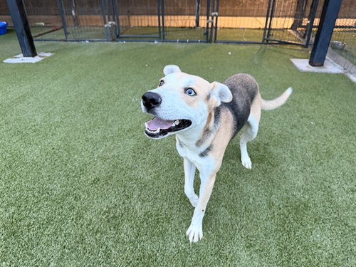 SHOELACE, a dog for adoption from Garland Animal Services