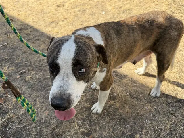 Data - Catahoula Leopard Dog