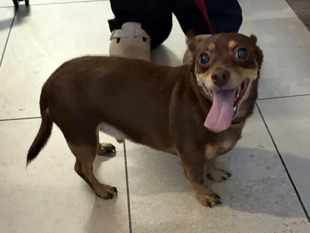 Little Man - Chihuahua