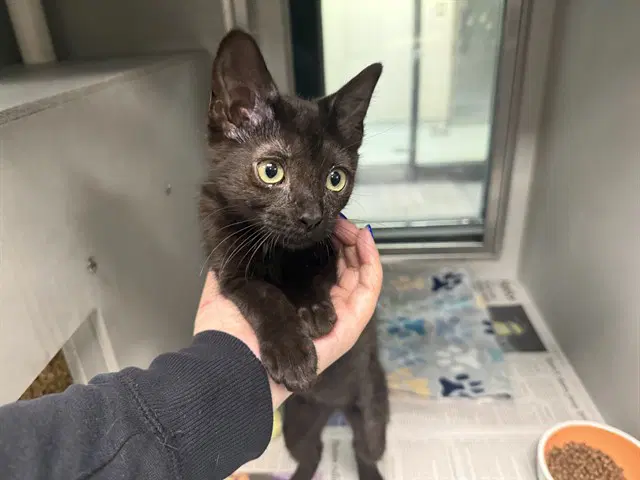 Madison - Domestic Short Hair