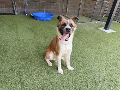 SIMBA, a dog for adoption from Garland Animal Services