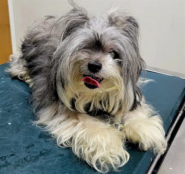 Dimples - Yorkshire Terrier Yorkie