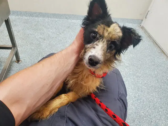 Apophenia - Australian Shepherd