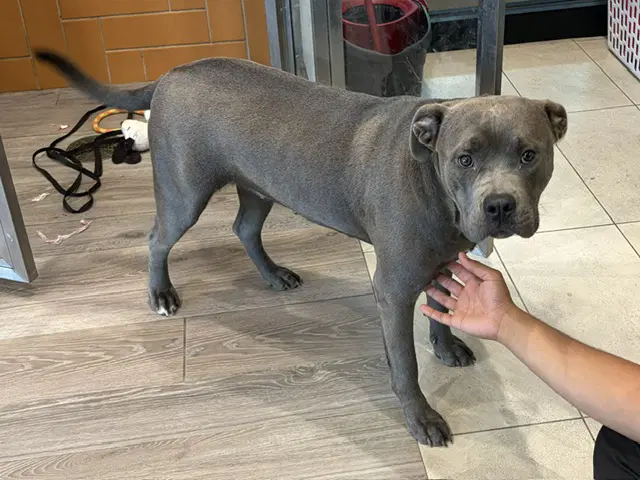 Astraea - Staffordshire Bull Terrier